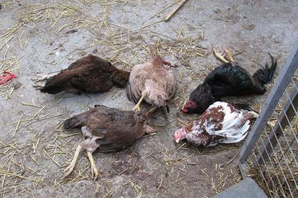 Several dead cockerels - with their combs removed - were found on a police raid on a farm
