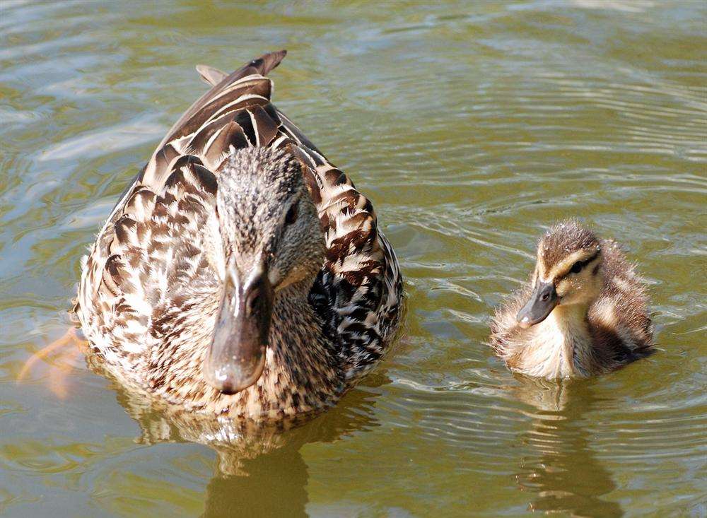 Only one of four young ducklings survived the rat attack at Herne Bay Memorial Park pond