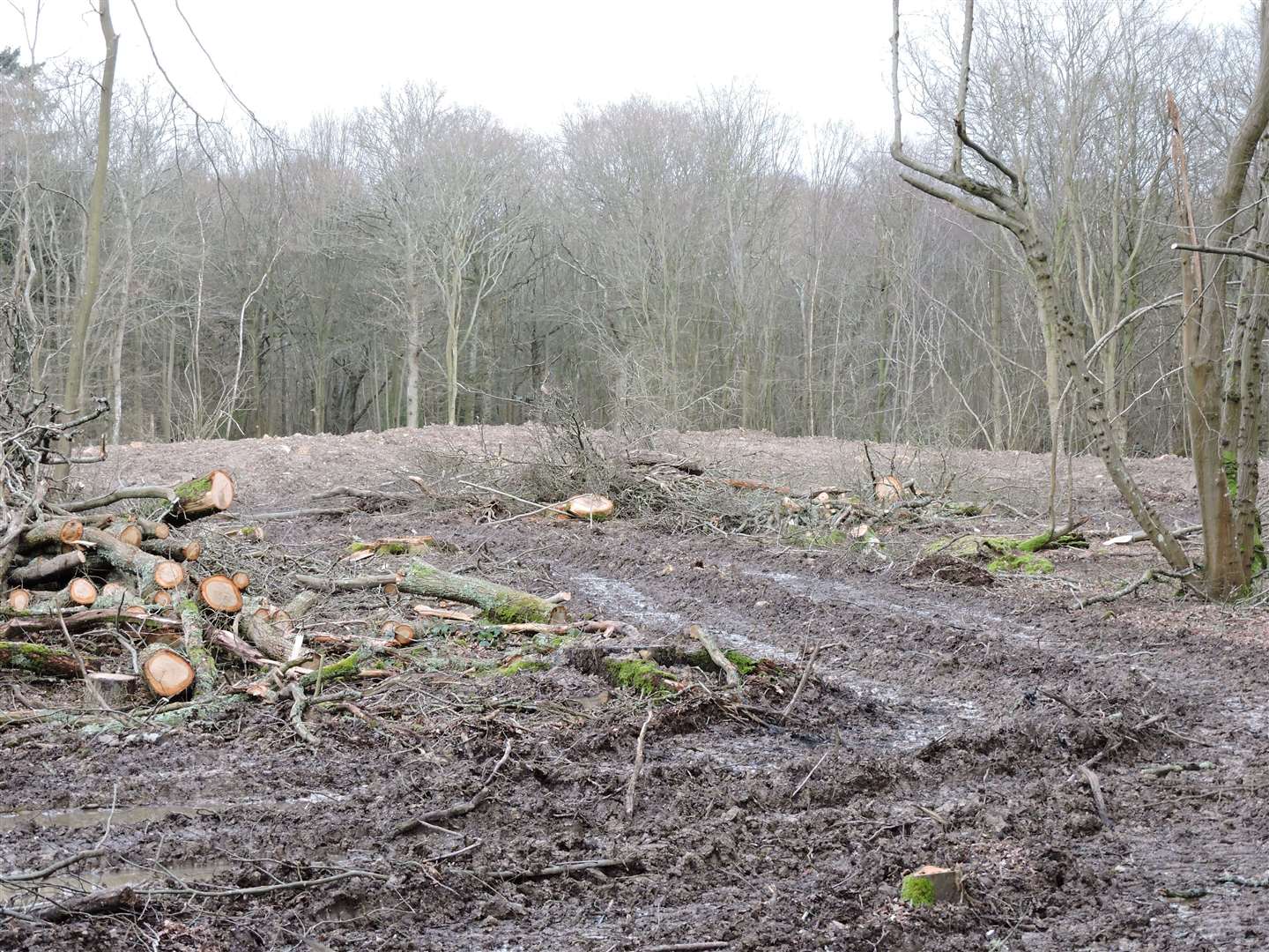 Vast areas of land have been cleared of trees