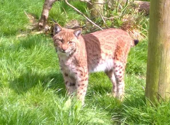 Flaviu the Lynx escaped overnight from Dartmoor Zoo