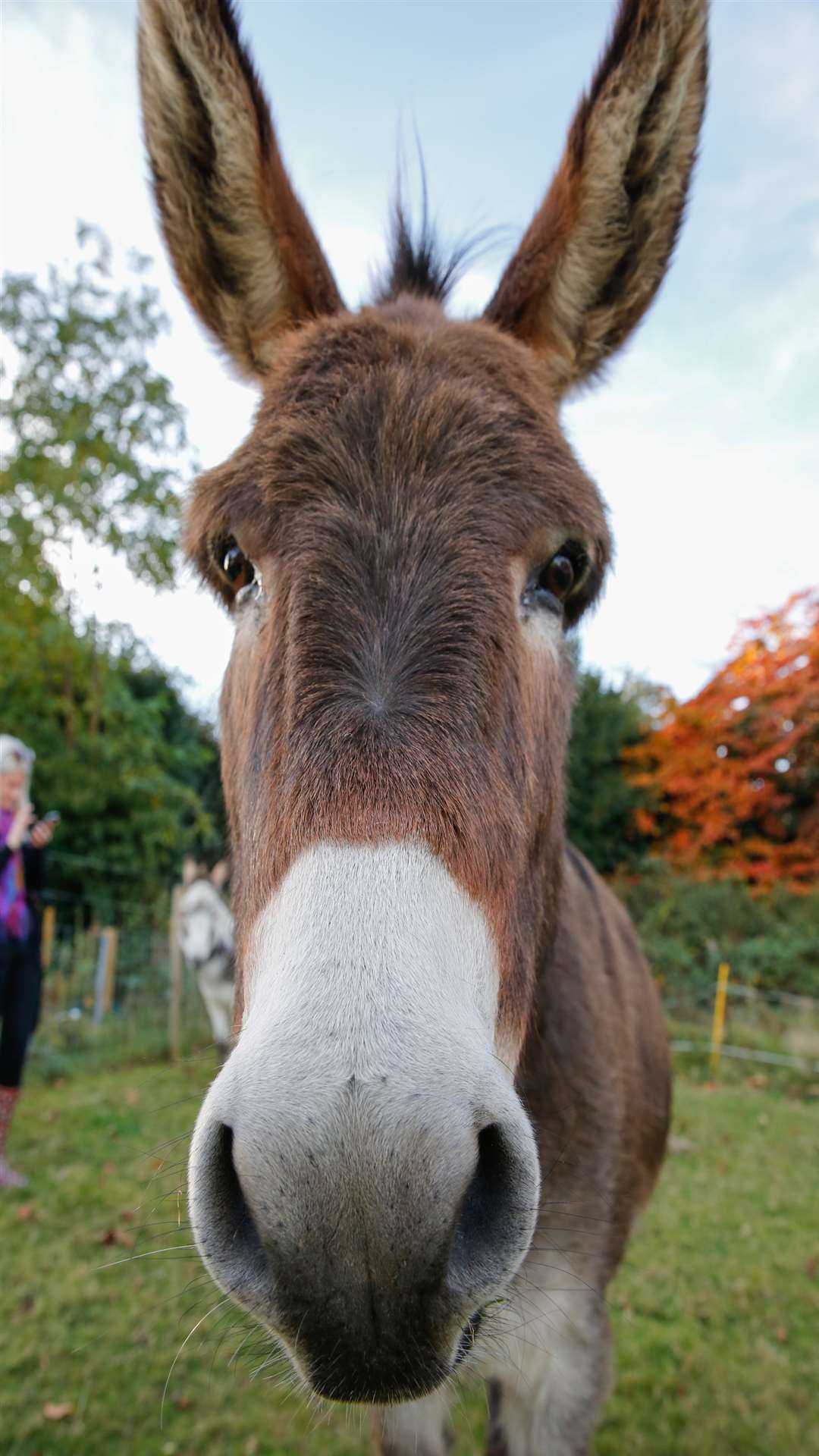 Woody the donkey has big ears for listening to the children. Picture: Matthew Walker