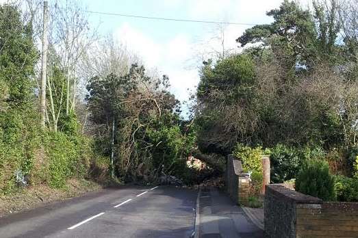 A tree blocking Queens Road in Maidstone