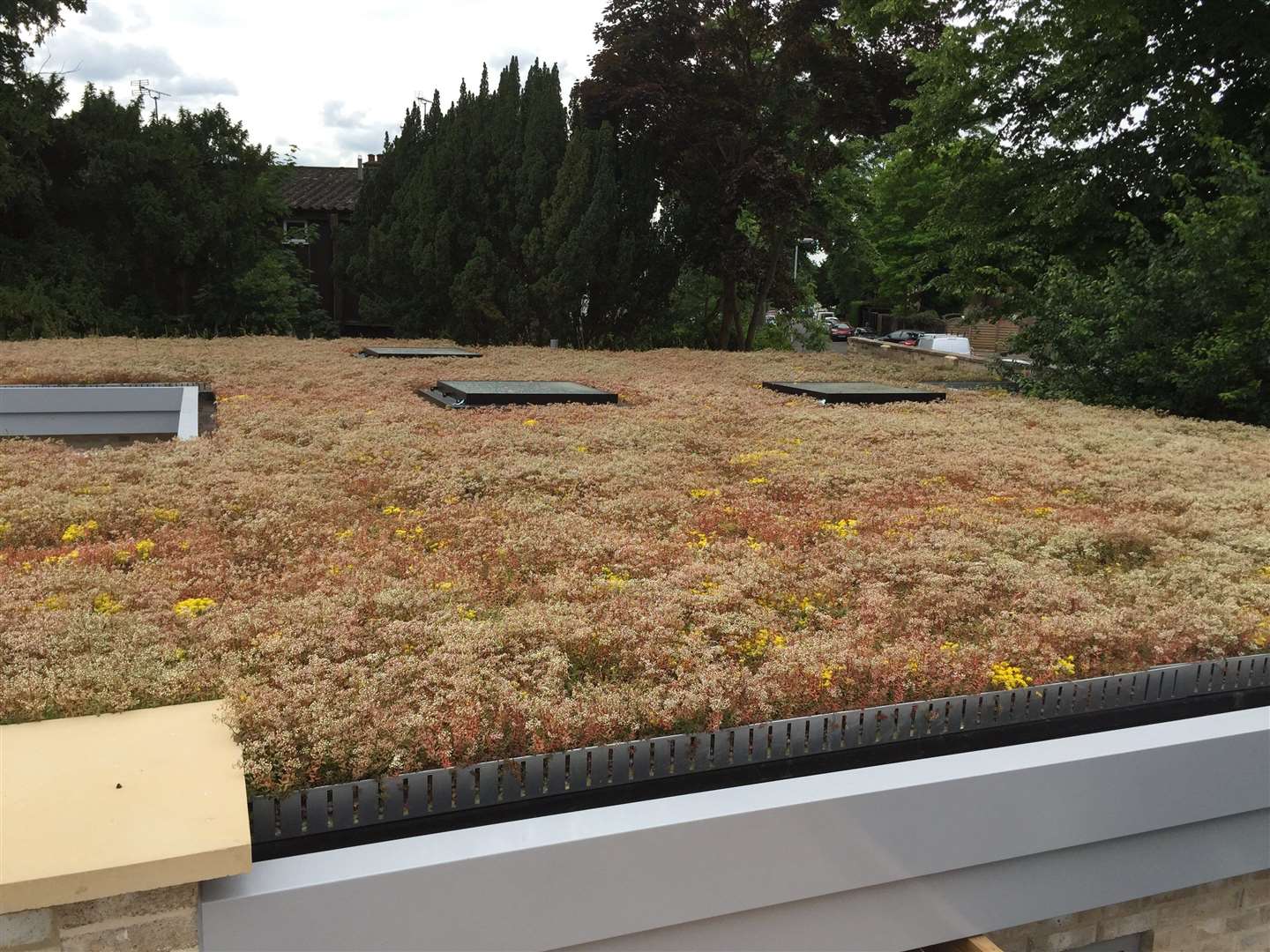 This is what the living roof could look like. Sourced by RCC.