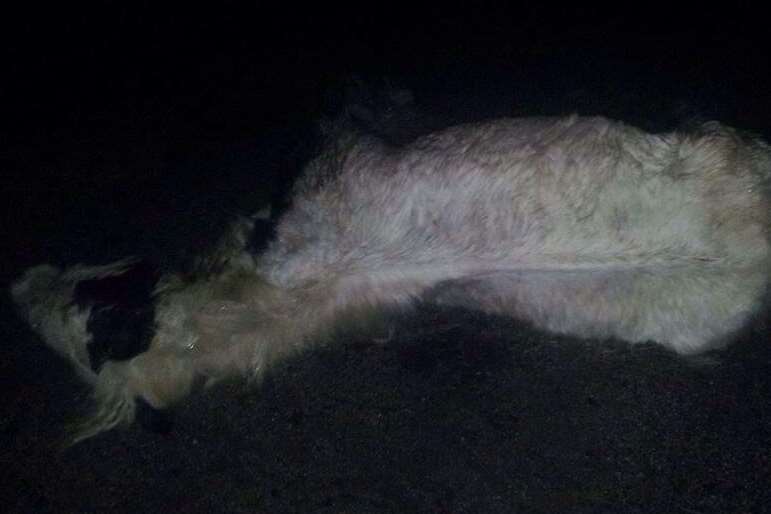 This dead horse was dumped in a field