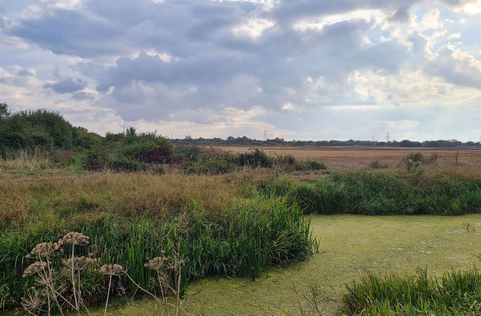 Campaigners says Minster marshes are a precious refuge for wildlife