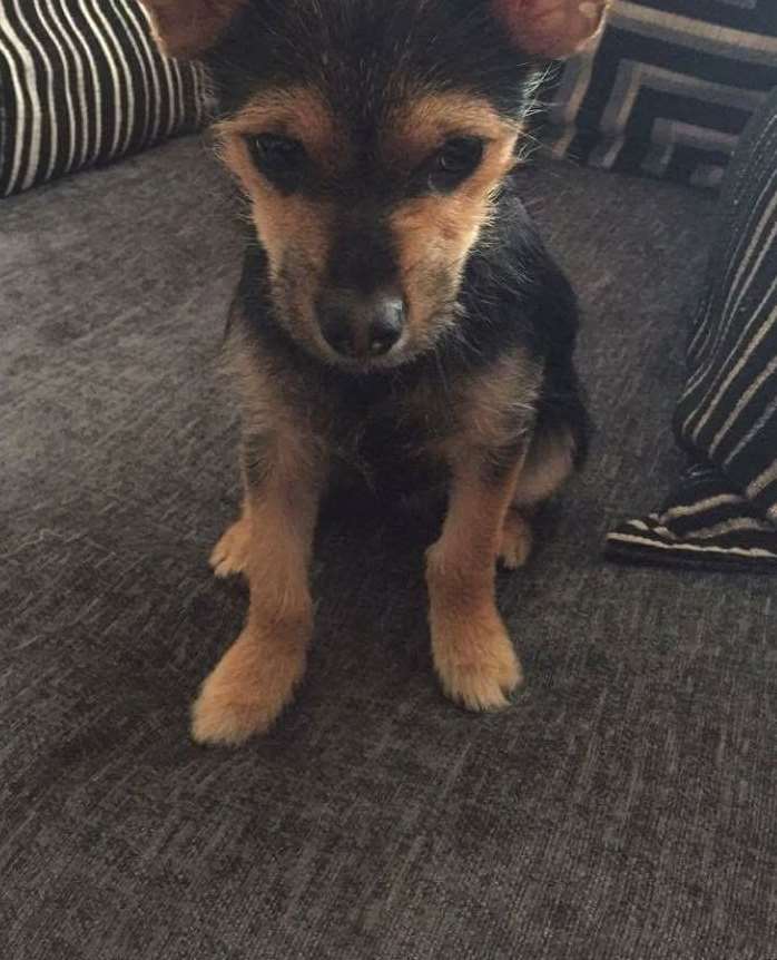 Chihuahua-cross yorkie Coco went missing from his home in Mongeham but was found by a tracker dog in Dover