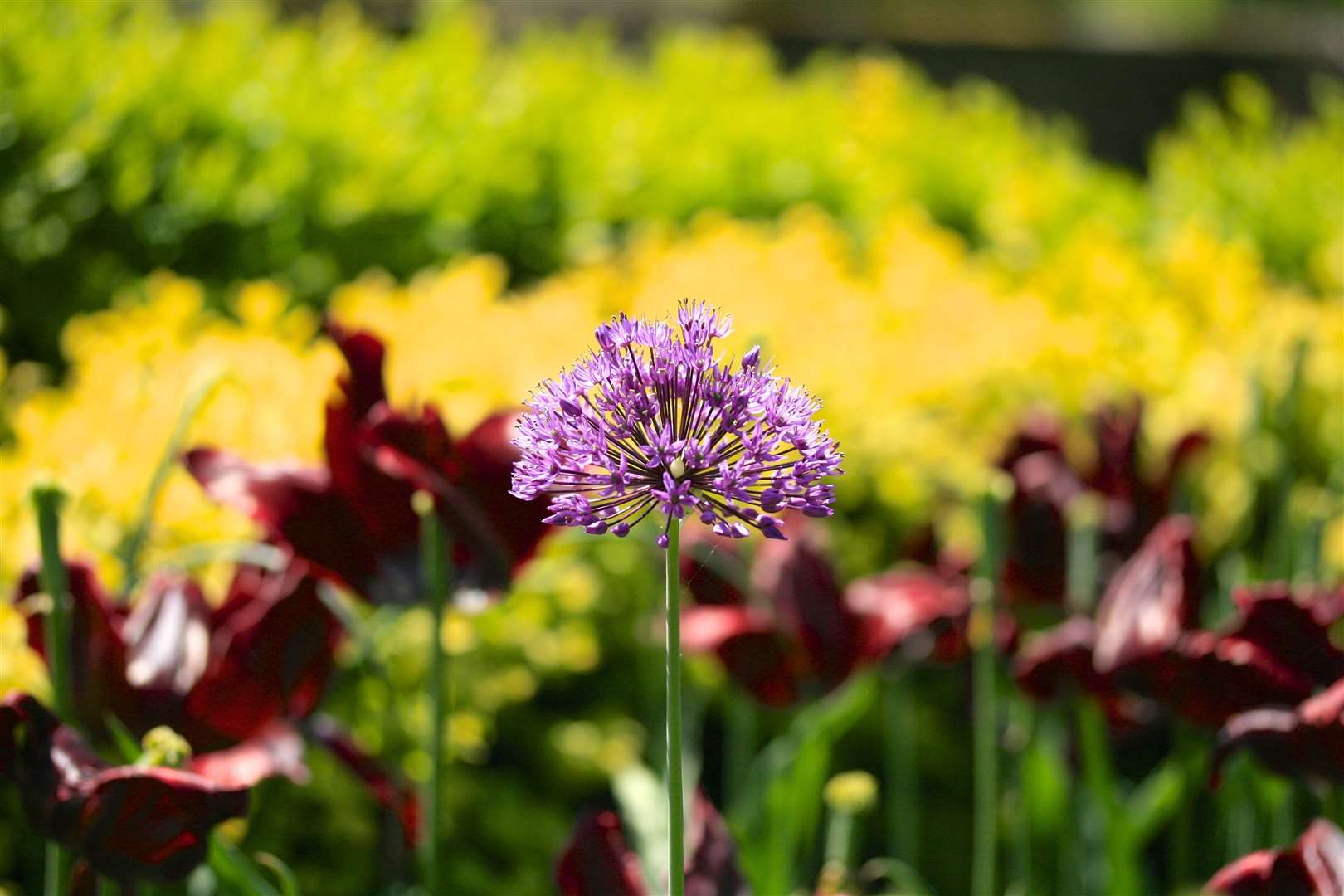 Plant your alliums in early autumn