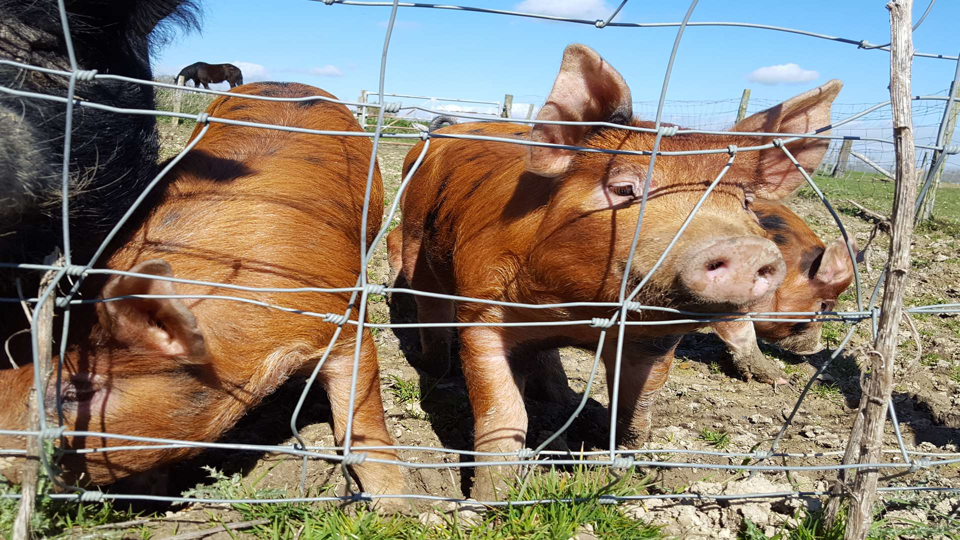 These curious looking pigs were all over the farm and the farmers were more than happy to let you pet them