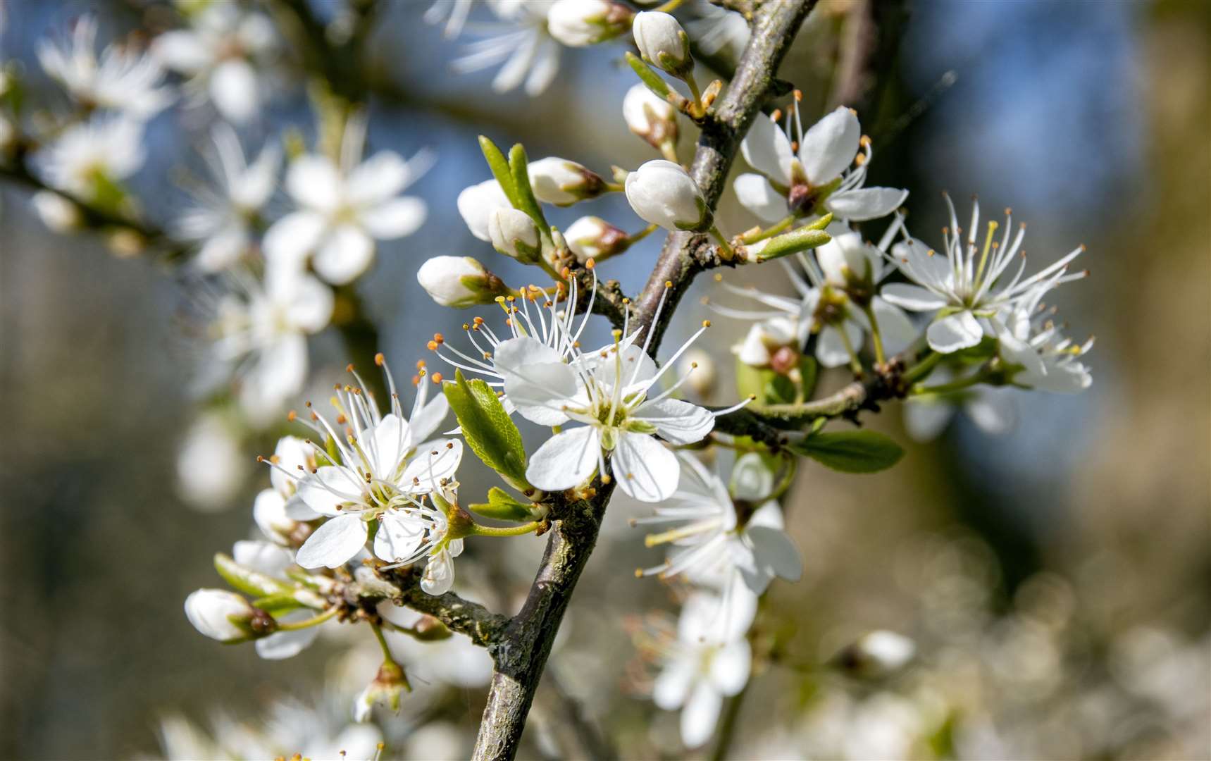 Blackthorn in bloom. Picture: National Trust / Hugh Mothersole