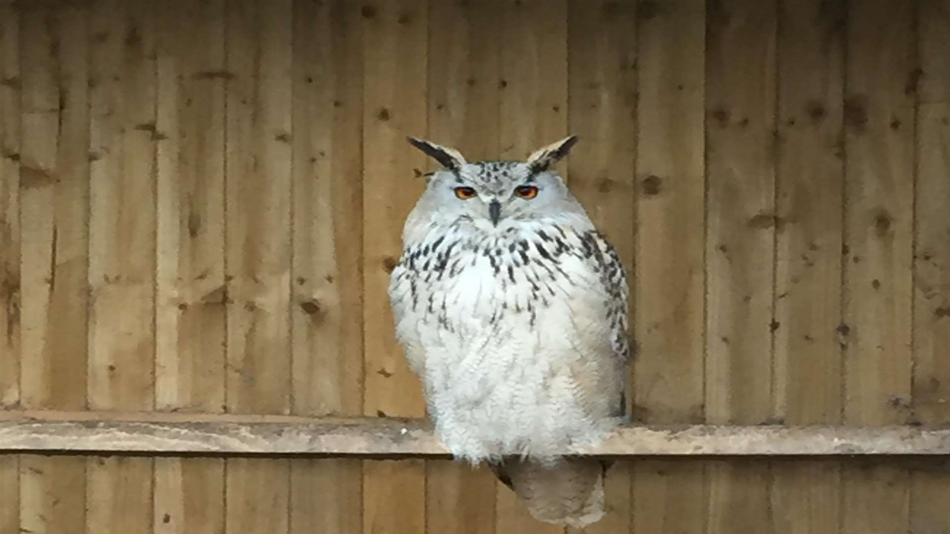 One of the missing owls