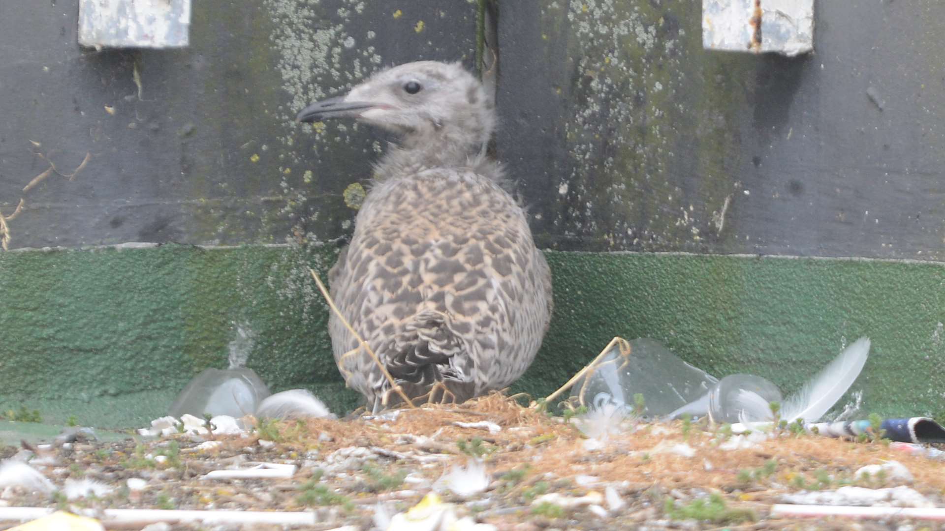 The gull that was hatched from a nest on the top of the Edinburgh Road car park