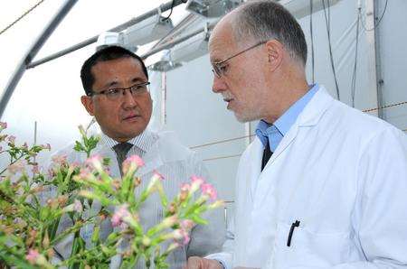 Professor Julian Ma and Chris Atkinson inspect the plants promising low-cost drugs to prevent the spread of HIV