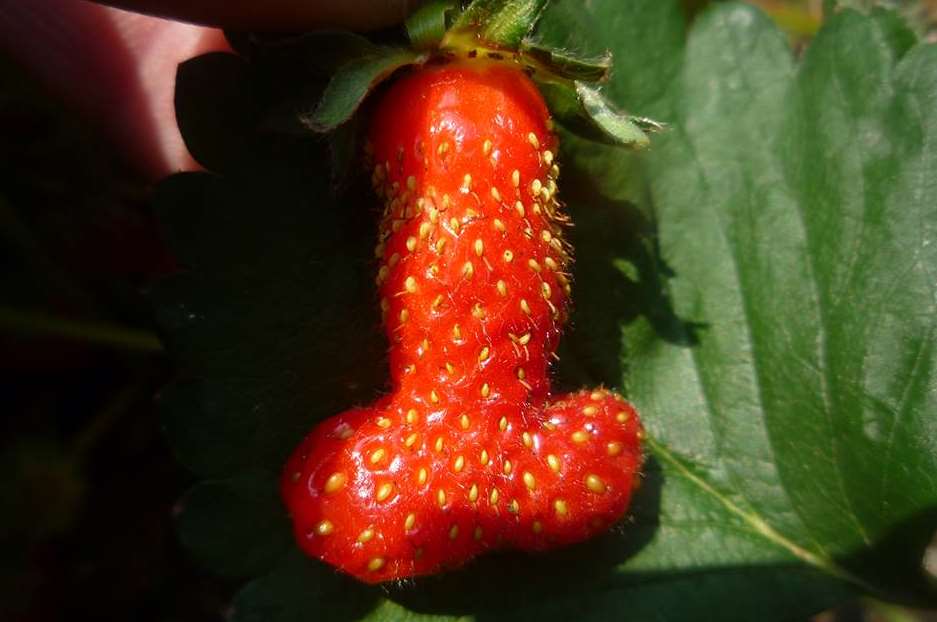 Strawberry that resembles a man's genitals