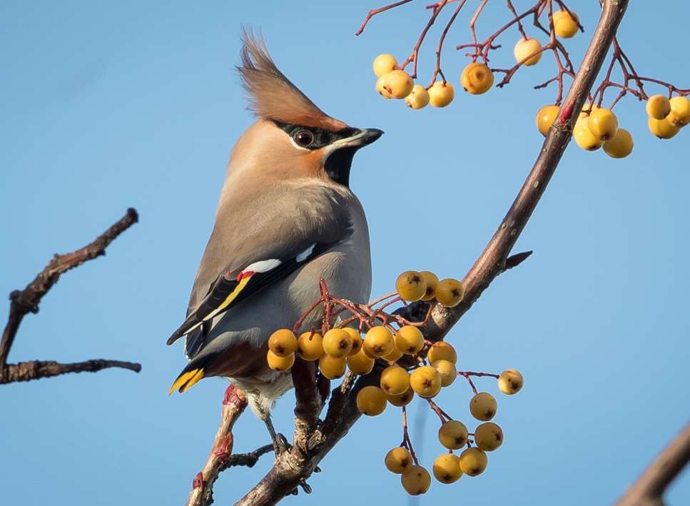 Terry Laws took this picture of a waxwing