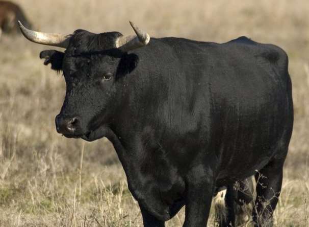 Man suffered injuries after altercation with a bull