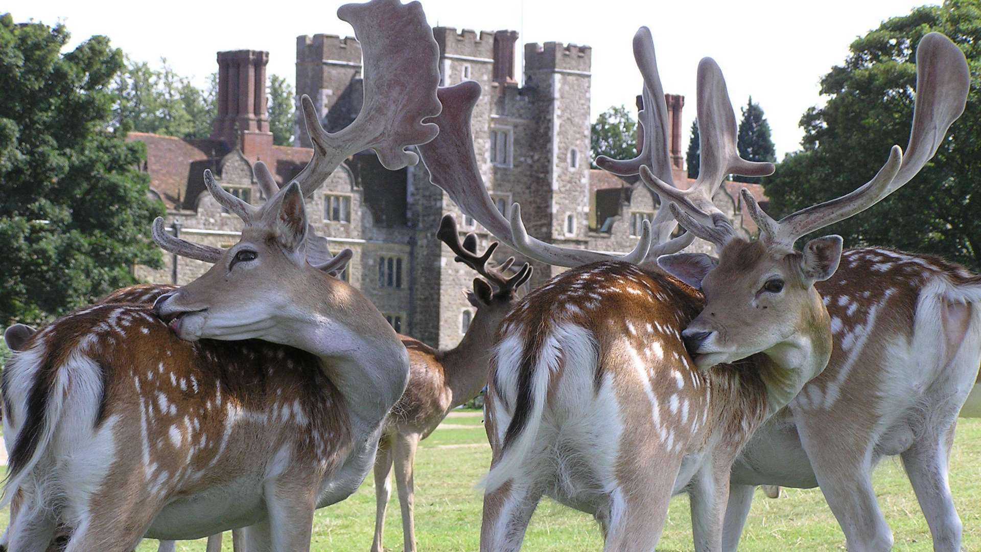 Deer at the Knole