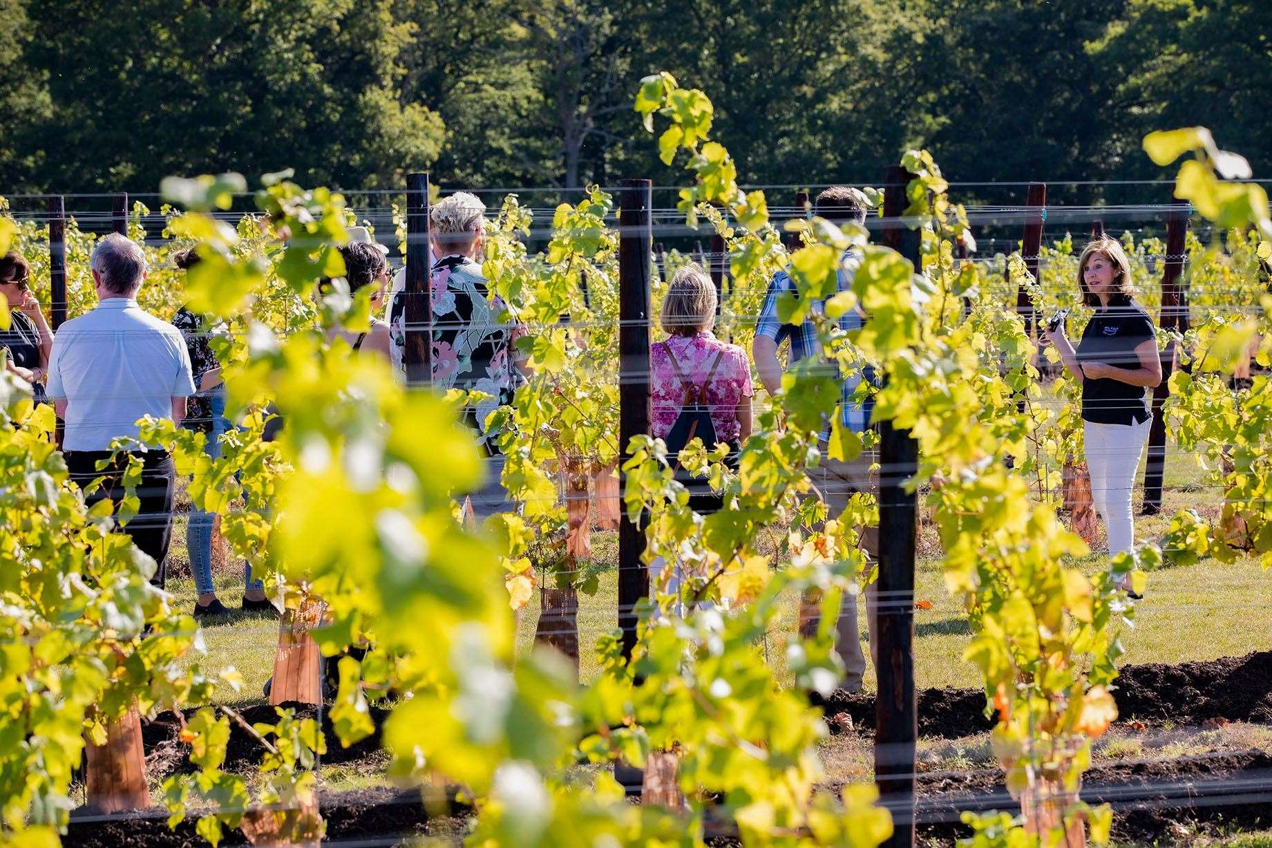 Kent's vineyards are leading the way when it comes to the English wine market Picture: Department for International Trade