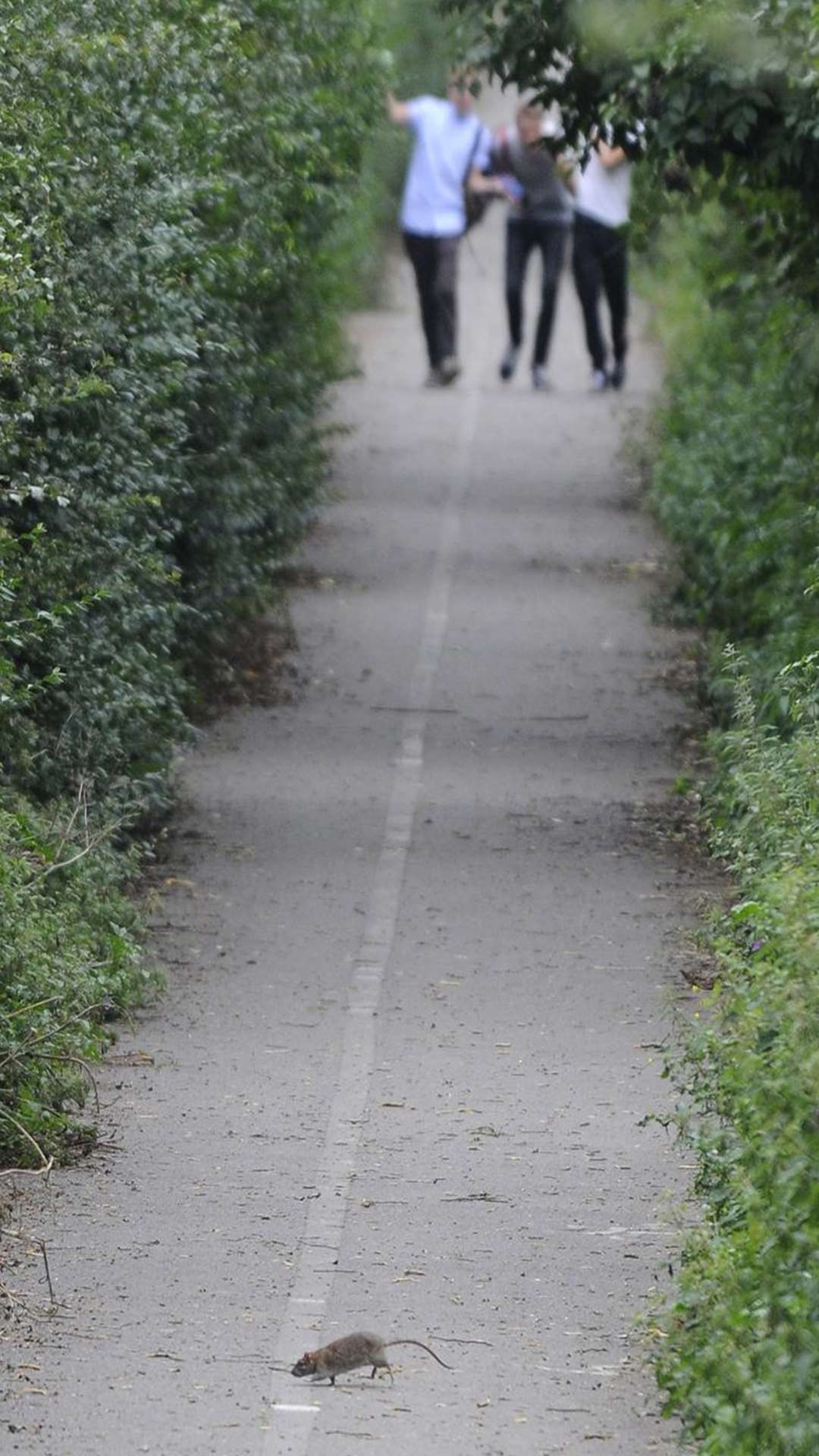 Dozens of rats have been seen emerging from undergrowth to scavenge for food