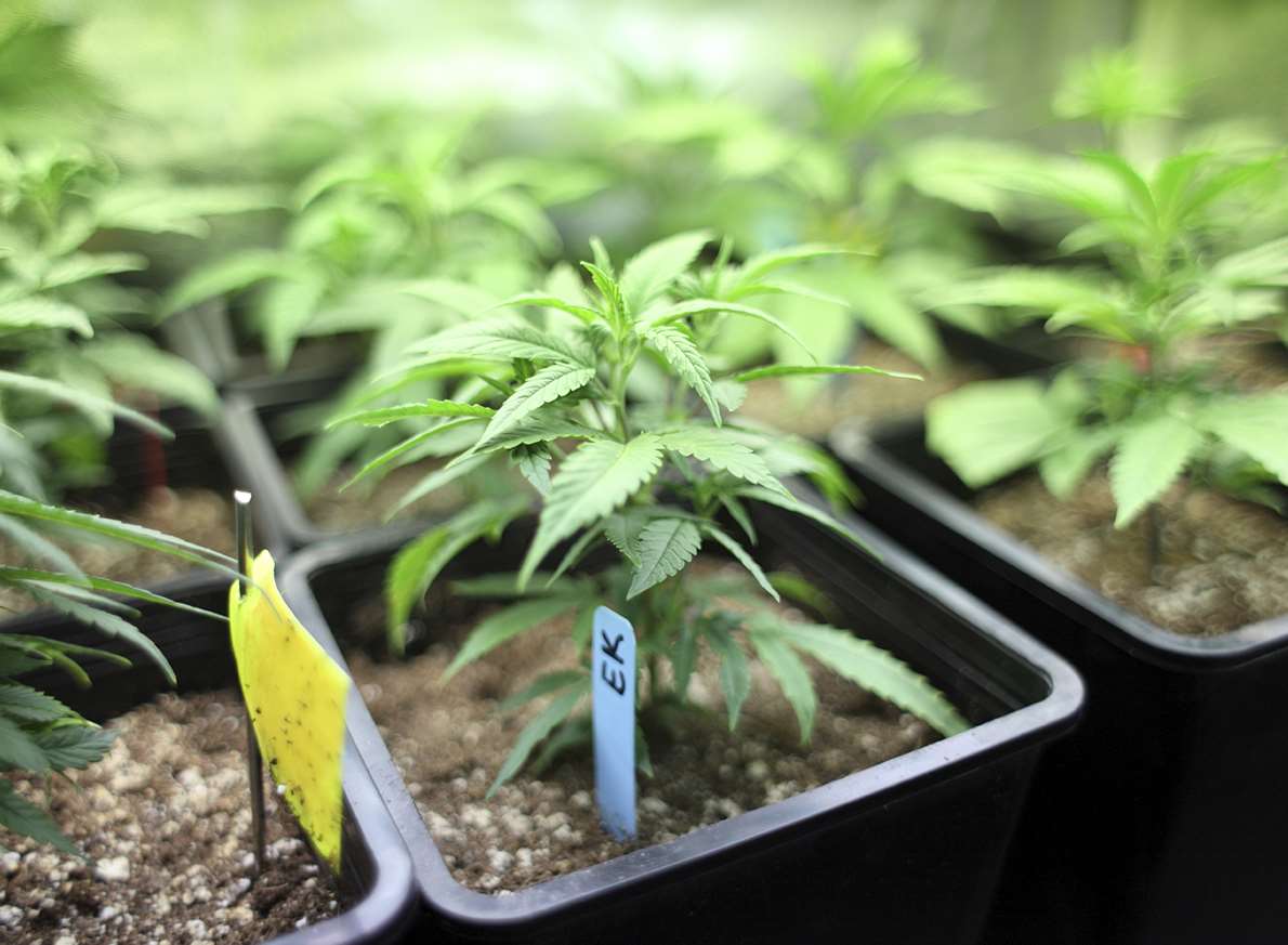 Cannabis plants. Stock image.