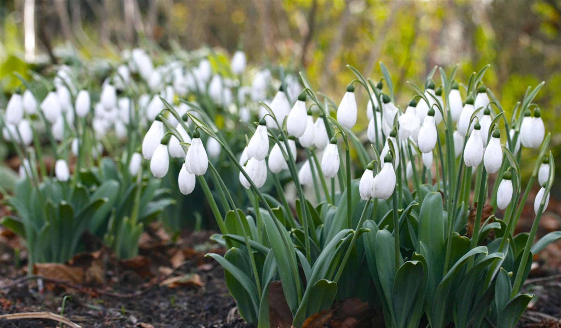 Snowdrops sprawl out across the gardens at Doddington Place. Picture: Vikki Rimmer
