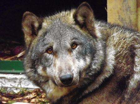 European Wolves arrive at Wingham Wildlife Park