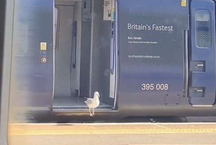The gull casually jumped off the train onto the platform in Kent