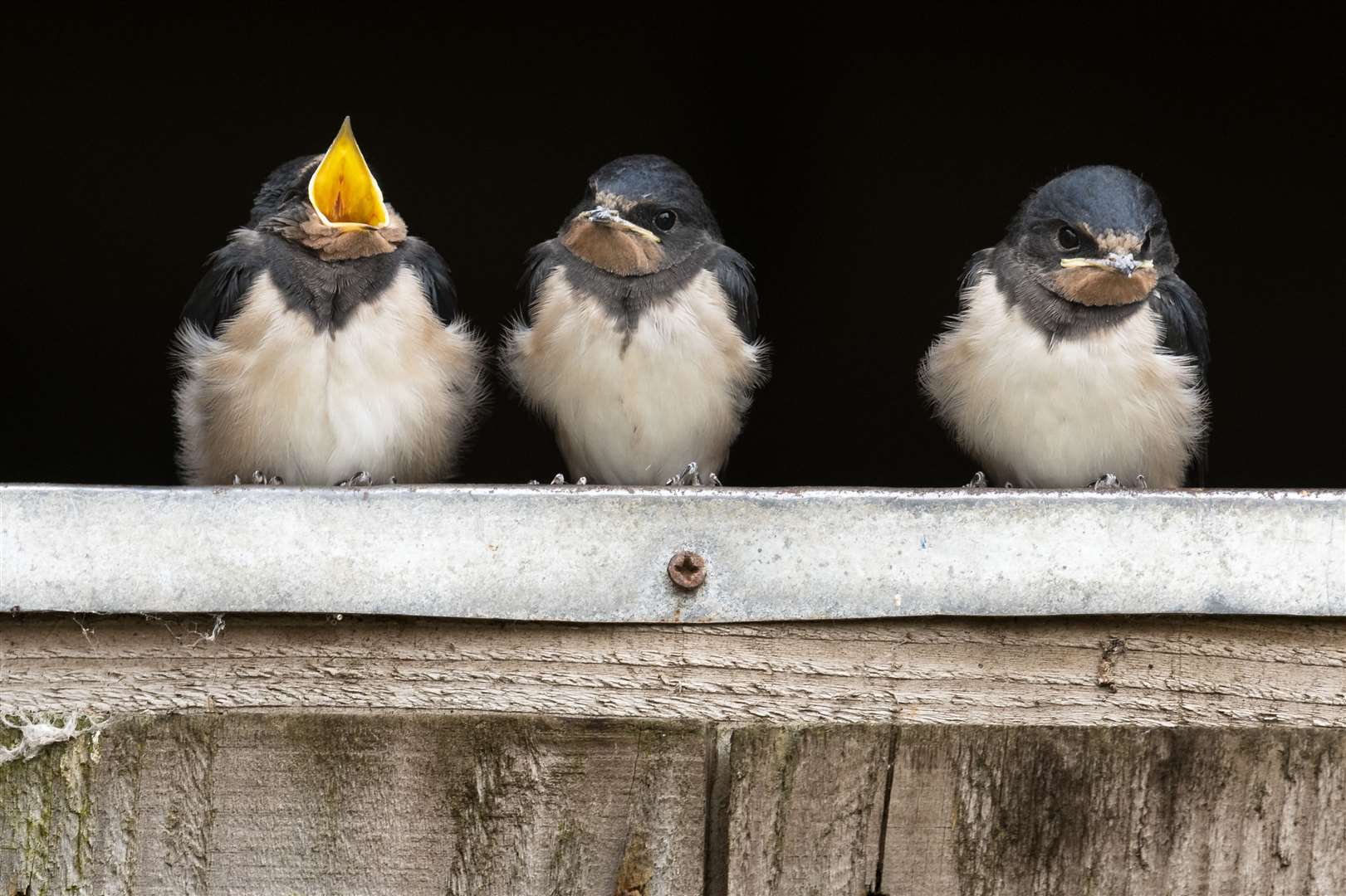 Barn swallow fledglings perched on a stable door waiting to be fed Picture: RSPB