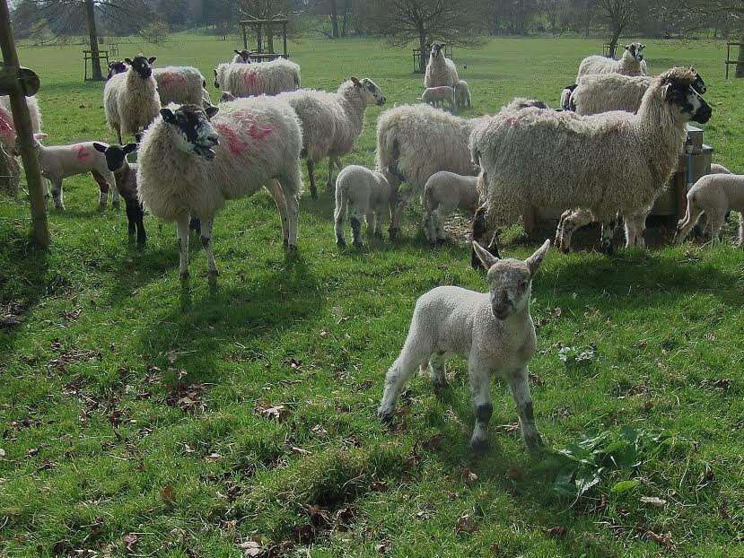 New born lambs in a field in Godmersham