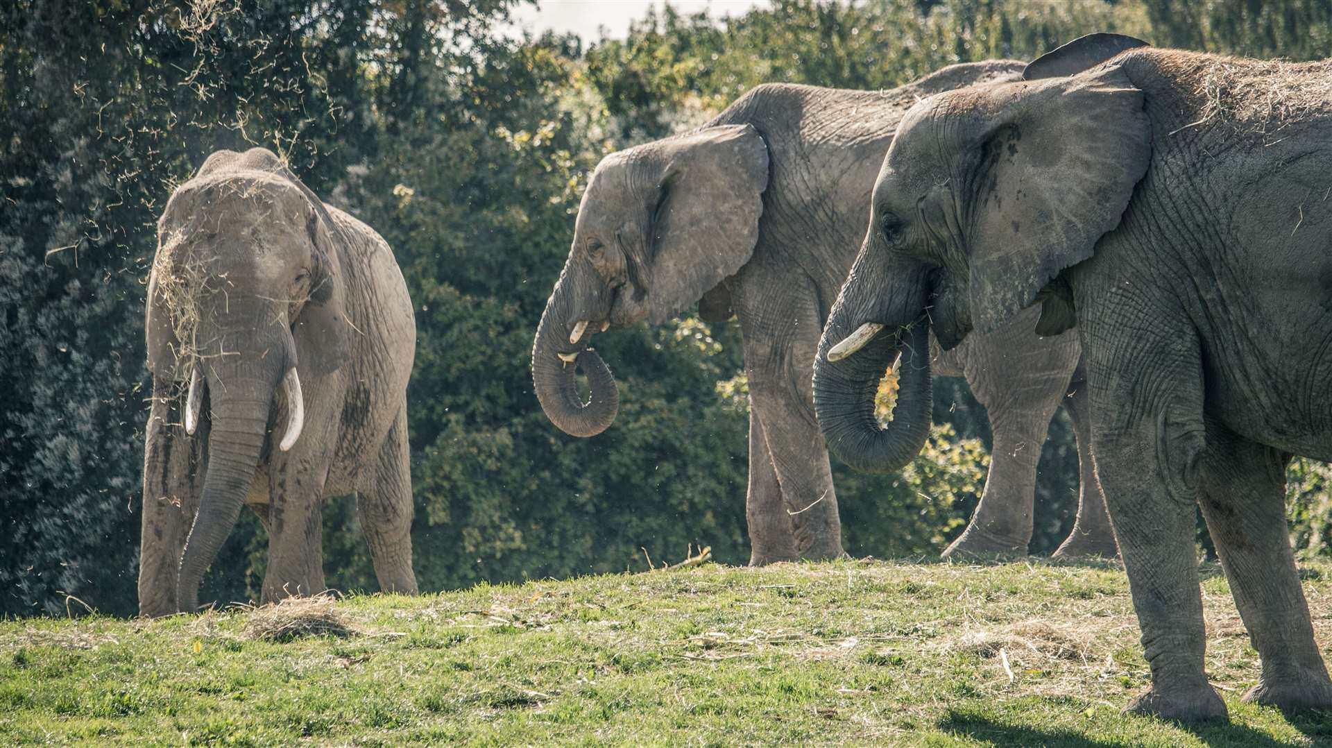 The elephant rewilding project at Howletts will be the first of its kind in the UK