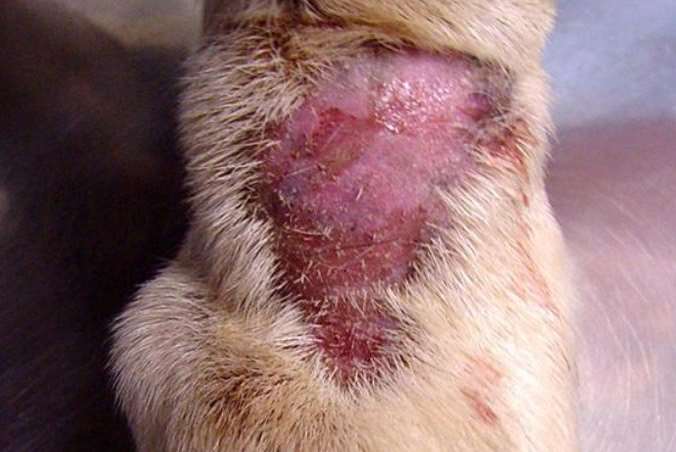 A typical example of Alabama Rot