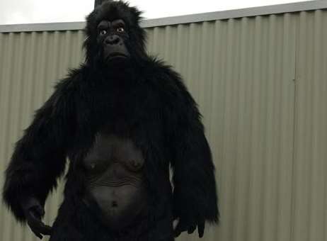 Wrong dress code: Nasa has rejected Bertie Crablegs' gorilla suit.