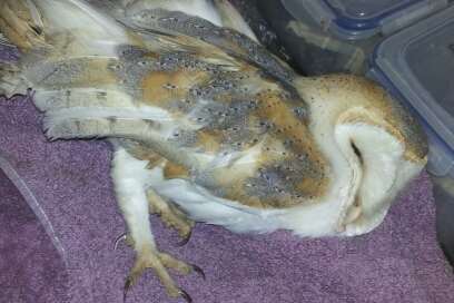 A barn owl was found with a broken wing