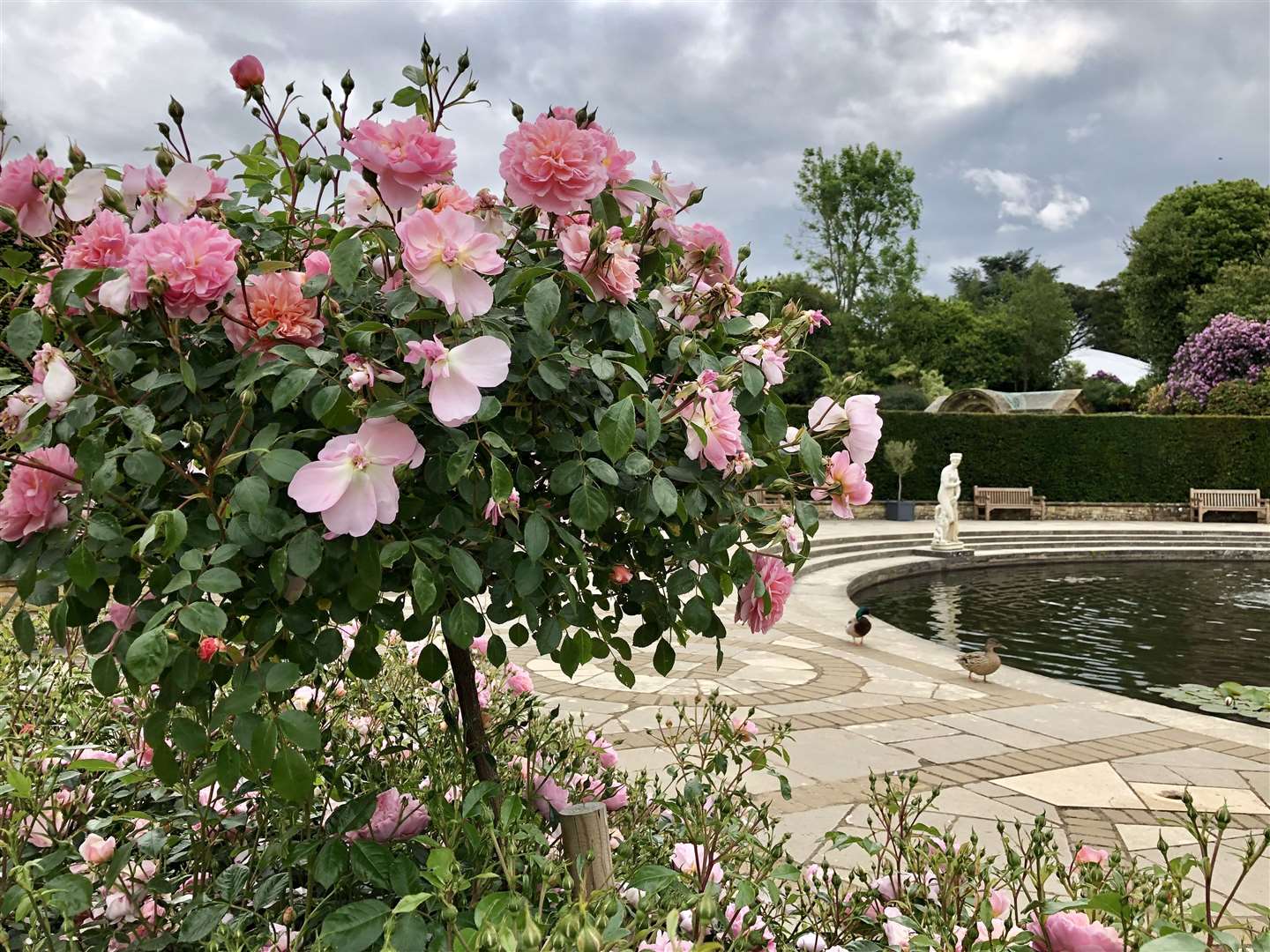 Anne Boleyn Rose Garden at Hever