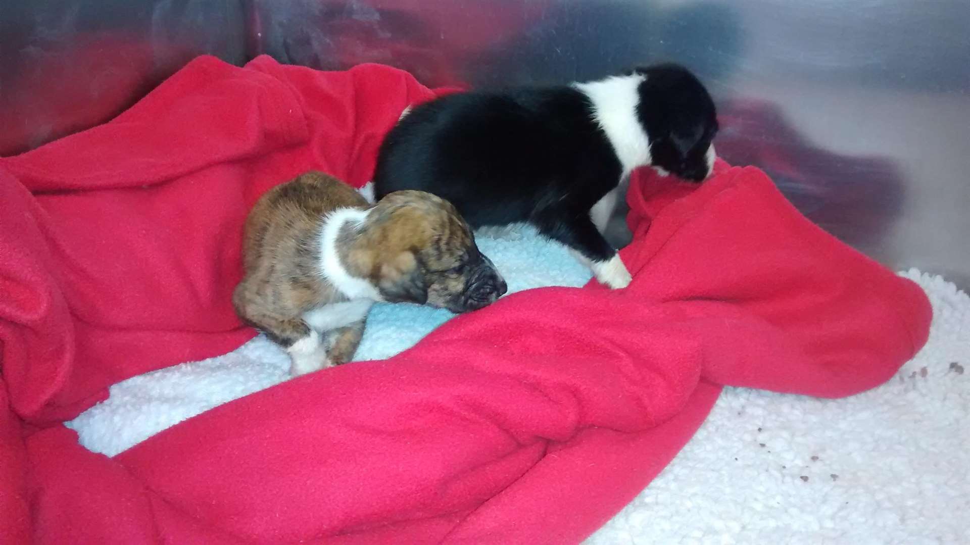 Two of the puppies that were dumped on a driveway in Hartlip. Picture: RSPCA