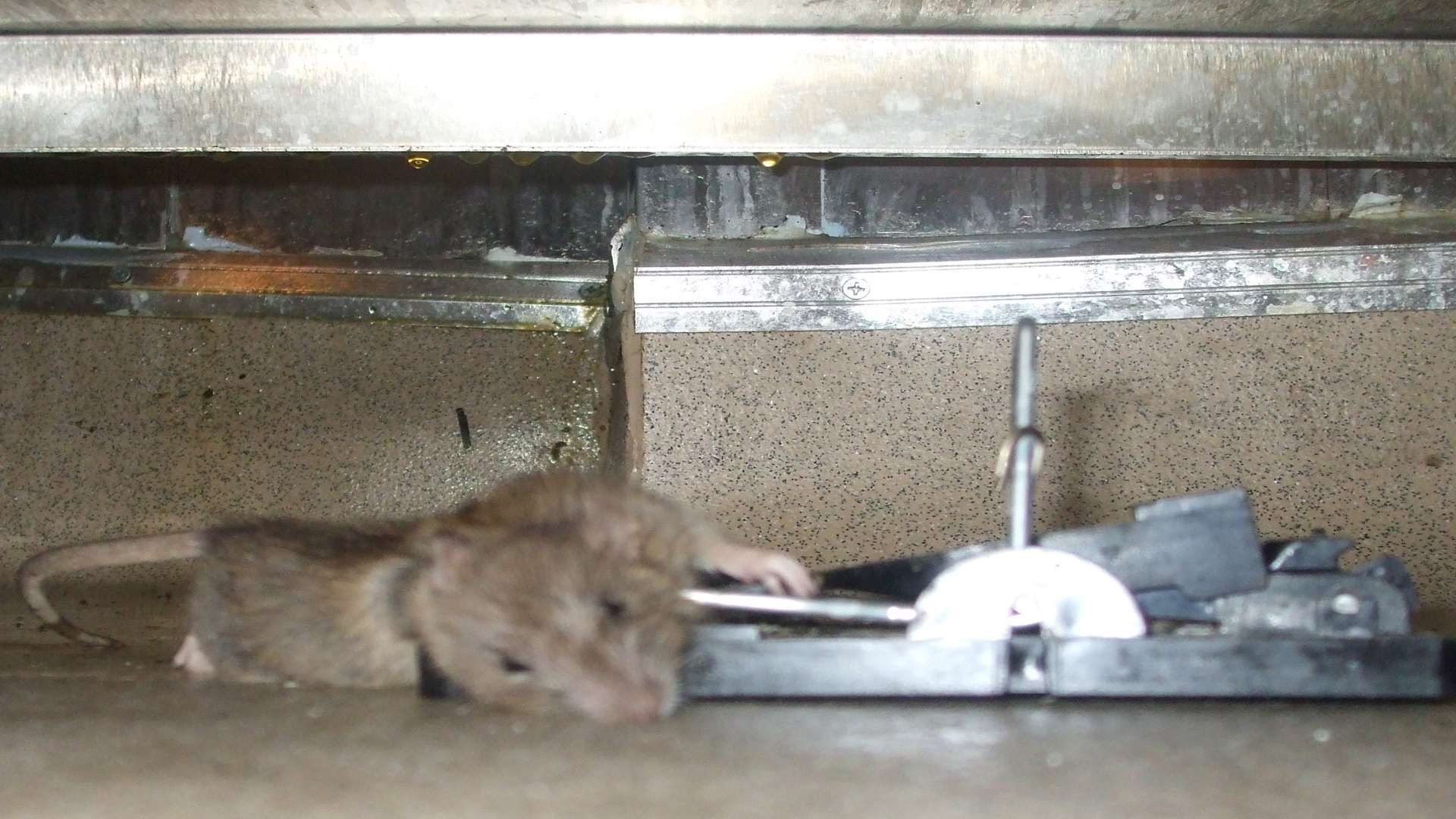 A dead rat in the hotel kitchen