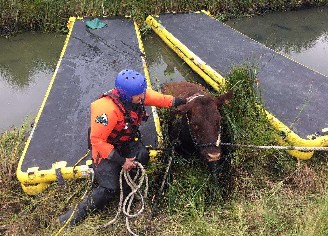 Firefighters had to pull the animal out of a ditch. Pic: KFRS