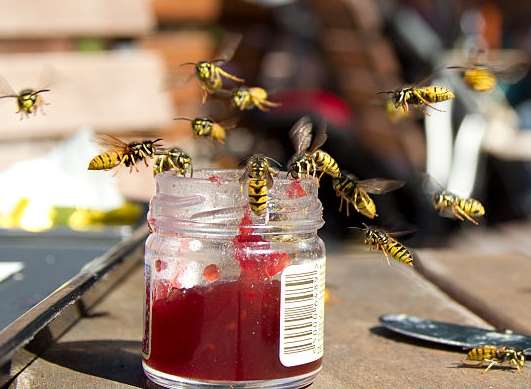 Experts say an invasion of wasps will hit Kent this summer. Picture: Getty Images