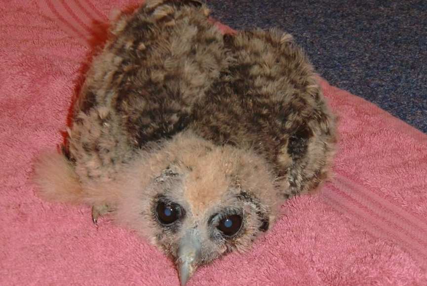 Haru the owl when he was a baby