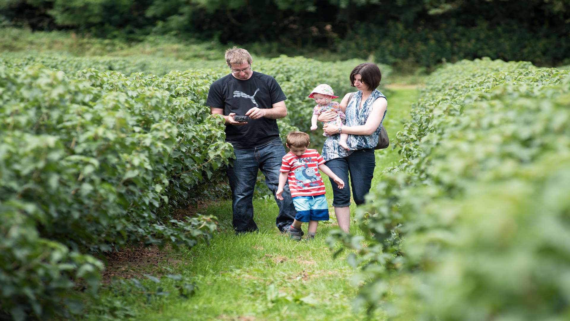 See blackcurrants for Ribena harvested at an open day