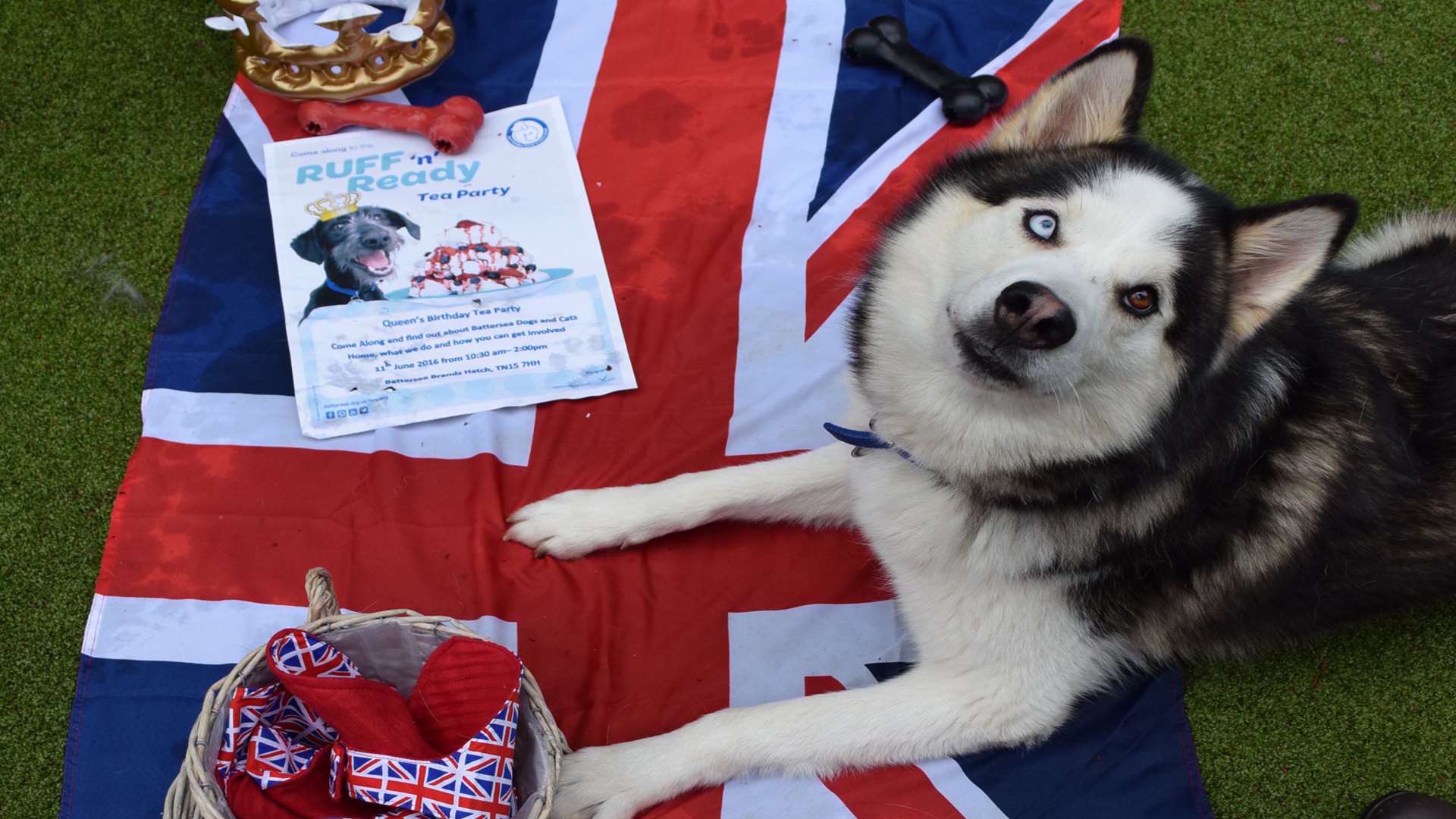 Dogs at Battersea Brands Hatch are celebrating the Queen's 90th birthday