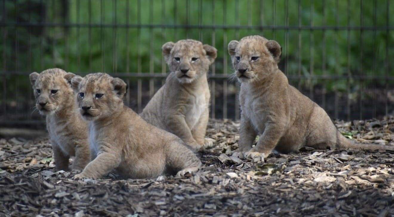 Four lion cubs were born at Port Lympne last year. Picture: Caroline Townsend