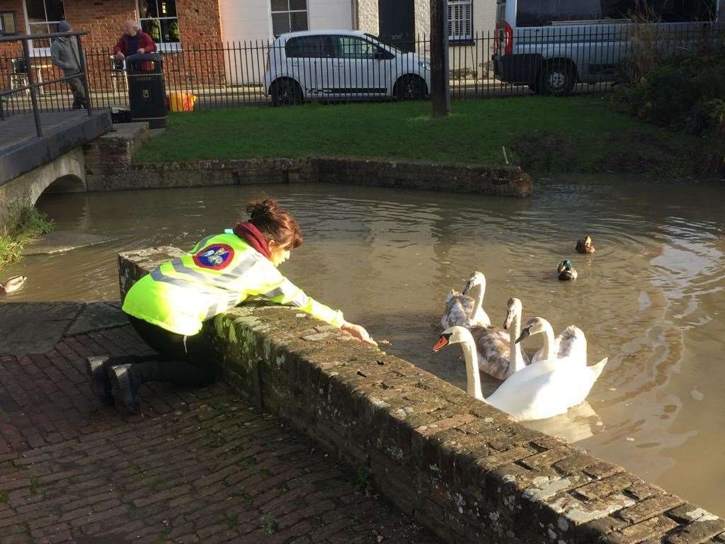 Swan family separated on the River Stour in Canterbury