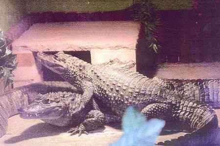 CONFISCATED: Two of the caiman that were residents at Christopher Weller's home