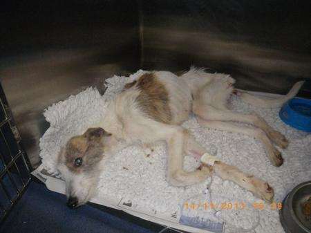 Dumped dog Reuben was abandoned in Hartley.