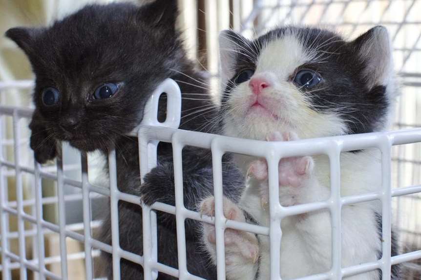 Two kittens saved in Canterbury after being dumped