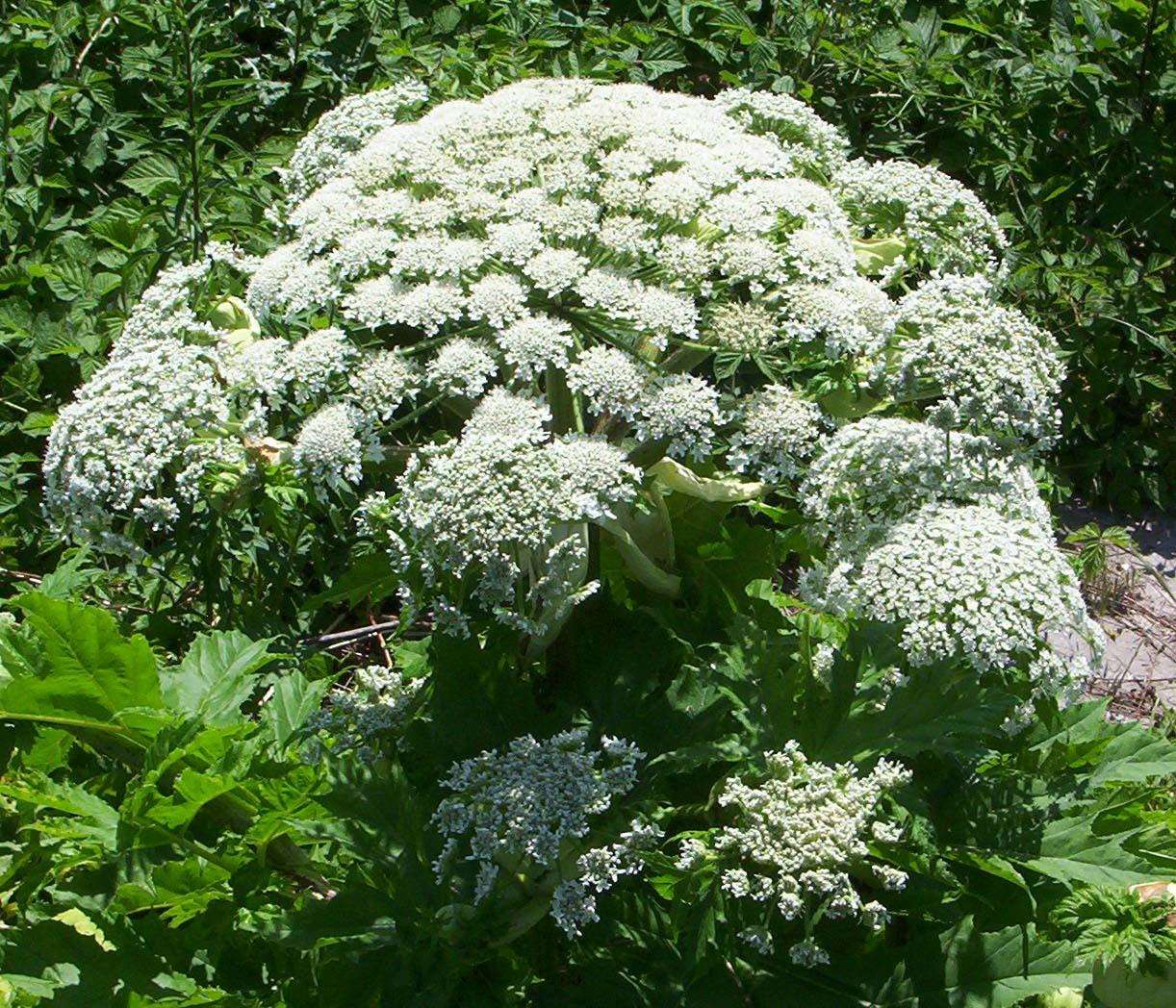 Giant hogweed. Picture: Wikimedia Commons - Appaloosa