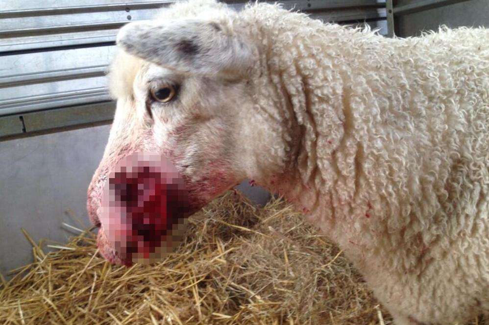 The sheep injured by a loose dog by the railway line in Tenterden