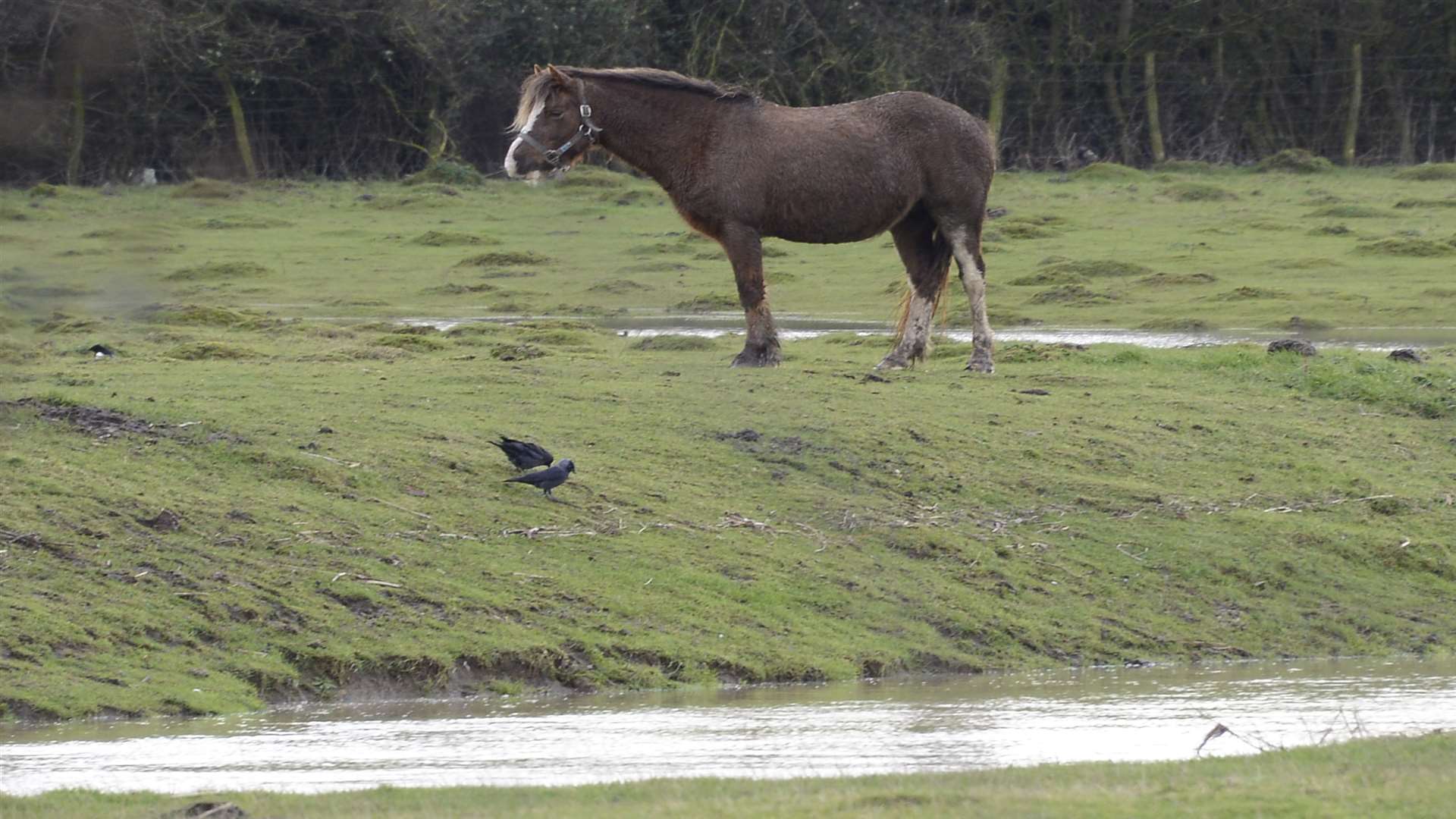 One of the horses on flooded land off Norman road