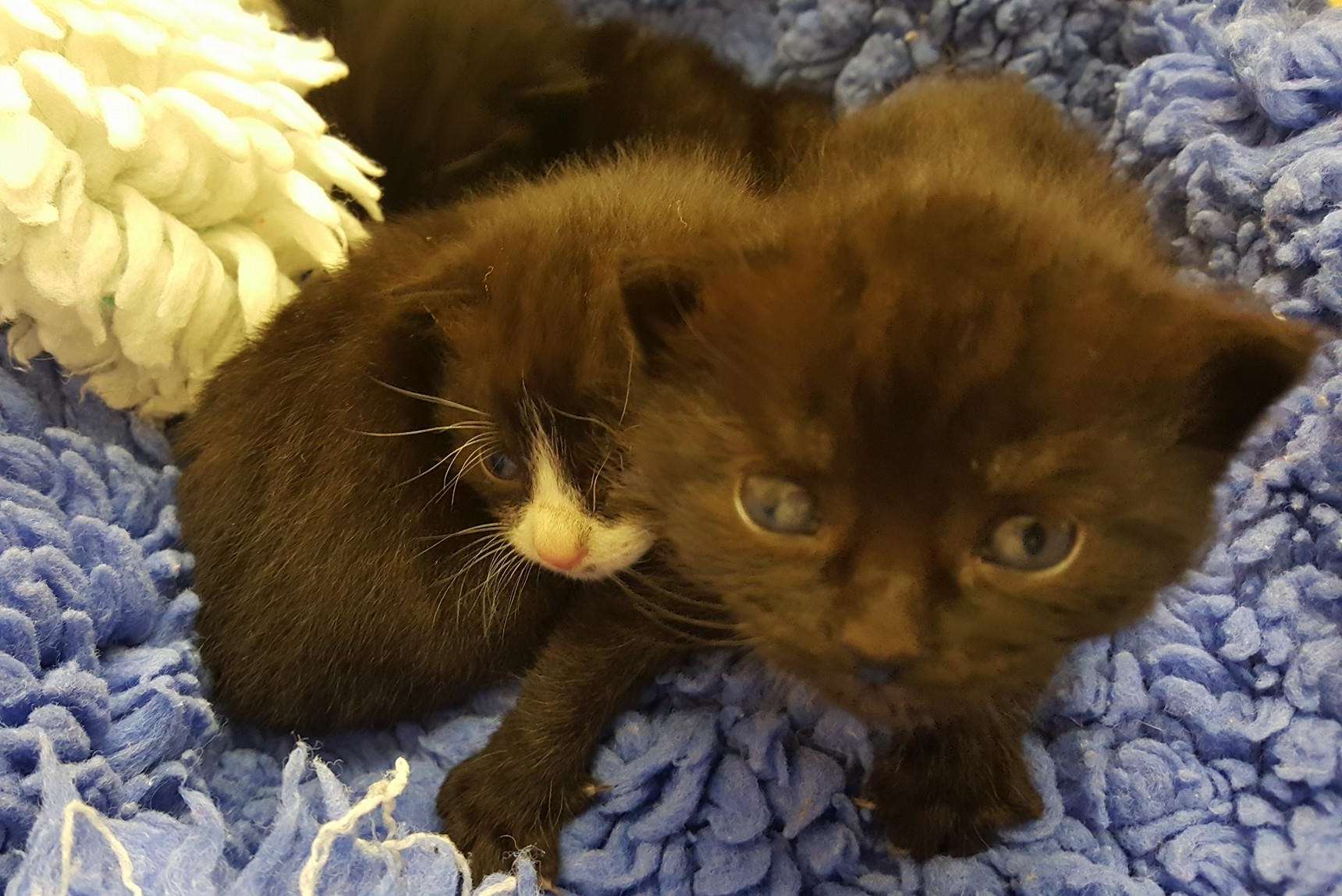 The kittens were found on a building site