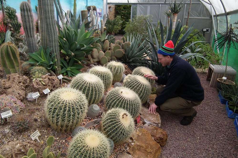 Tom inspects the cacti at his home